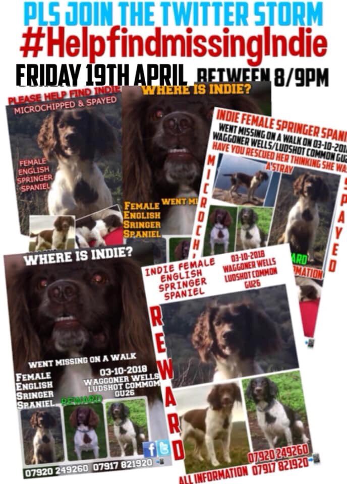 kevinthewhippet's tweet photo. If u is awound tonite pals,please help wiv da twitter storm for me local pal Indie, an please use da hashtag #helpfindmissingindie. @SassyCassyCat @staffyangel @Bracken_Nelson @Rorymcneill67 @torrytonks https://t.co/MmO2PsgWz6