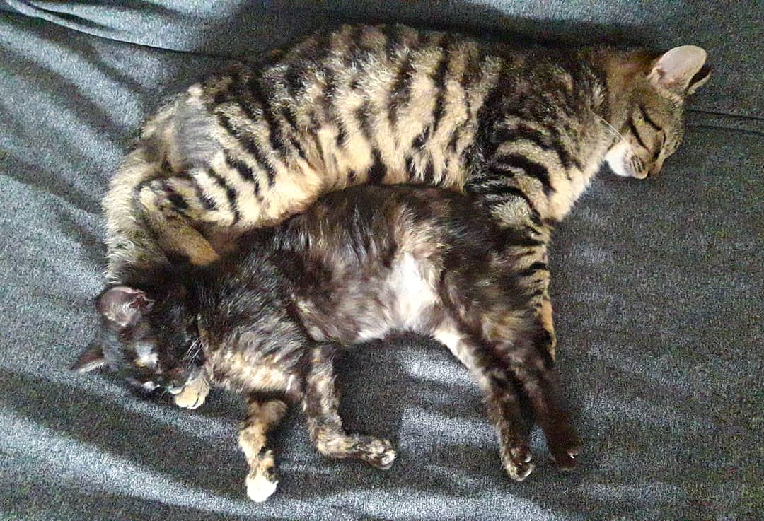 NalanTurkeri's tweet photo. Jüpiter&amp;Oz
#cat#catlove#kedi# https://t.co/AvIFkquOnS