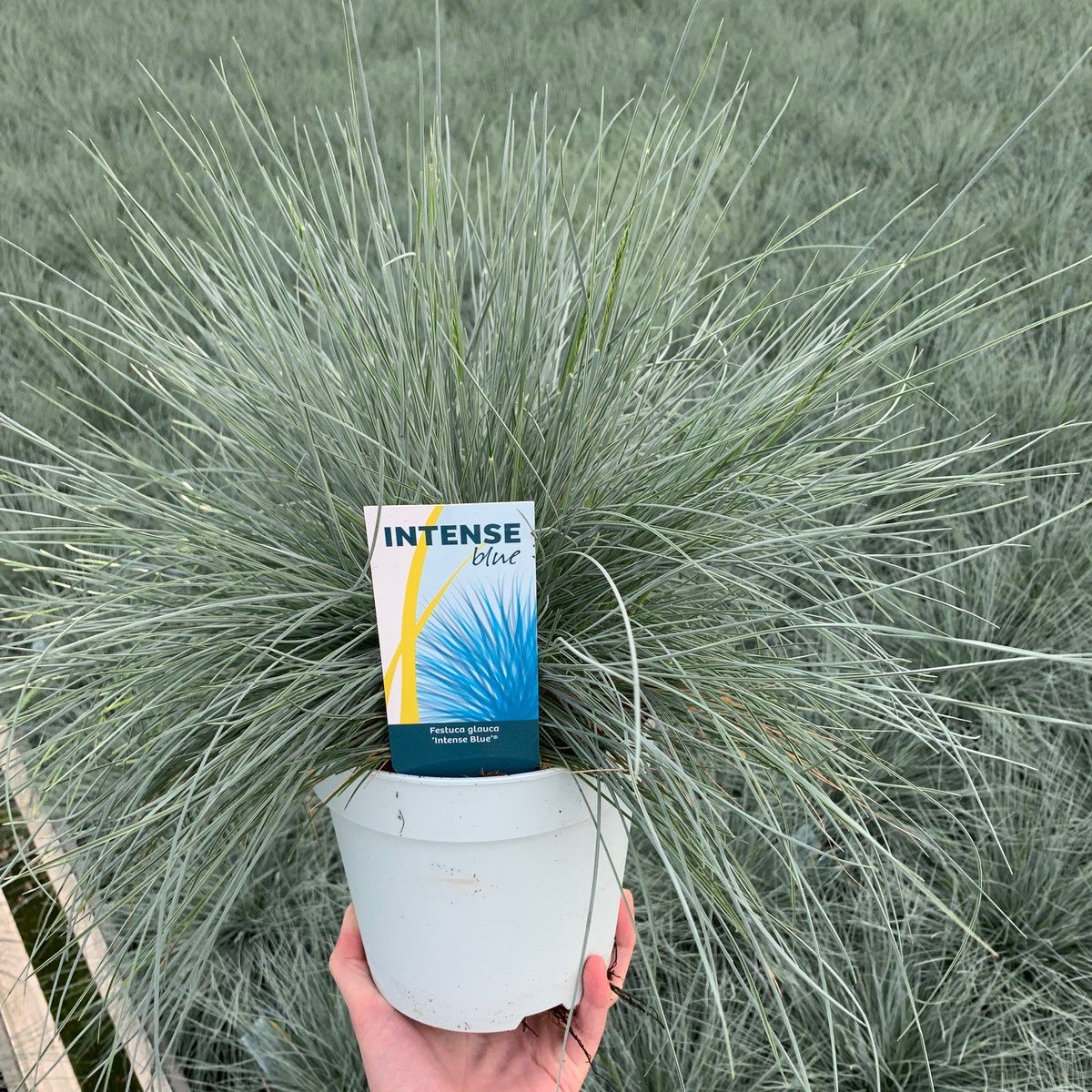 Yes💪🏻! De aren in de Festuca glauca 'Intense Blue' 17cm worden zichtbaar! Mooie nieuwe groene aren welke dit weekend open schieten🌱
Voor beschikbaarheid: verkoop@amigra.nl of bel/Whatsapp naar 0174 - 64 22 66