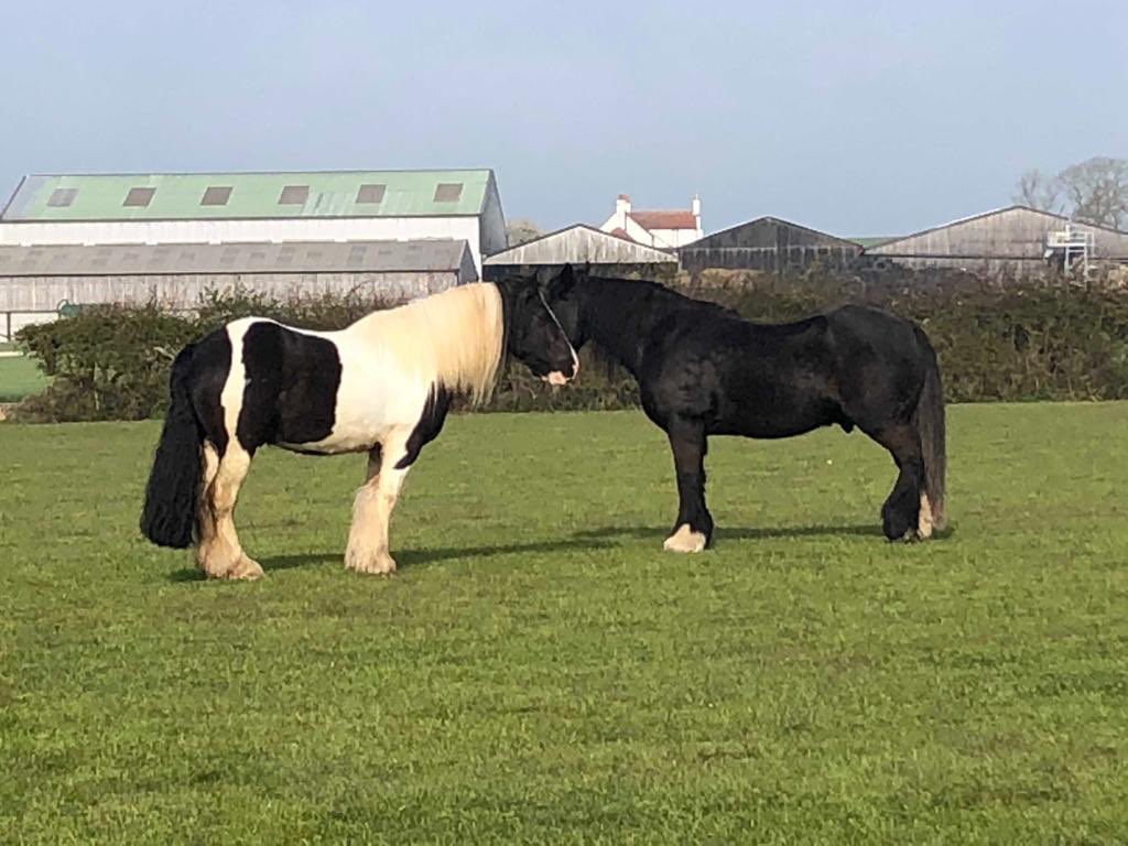 Happy Easter my hairy hoofers remind your humfams that you deserve treats if they having Choccy eggs. Love me &amp; <a href="/PonyTommyboy/">TommyboyPony</a> chilling in field <a href="/aponyhour/">#ponyhour</a> <a href="/horsereins1/">horsereins</a> <a href="/archiesauraus/">Archie the Suffolk 🐴</a> <a href="/tommy_pegasus/">Tommy</a> <a href="/bettybwino/">Sarah Gledhill</a> <a href="/eschneider/">eschneider</a> @HumbugToby <a href="/ASPoliceHorses/">ASPoliceHorses</a> @NPMounted <a href="/KingsTroopRHA/">The King's Troop RHA</a>