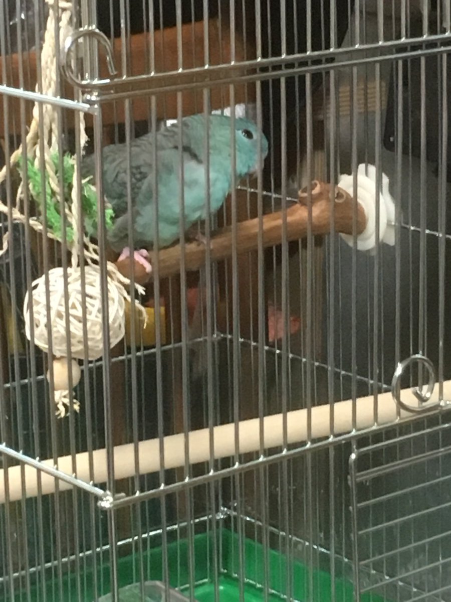 nue108's tweet photo. 本日、新たな家族がやって来ました！
サザナミインコ、名前は花ちゃんです。(*˙˘˙*)
#サザナミインコ https://t.co/IIXh5RprGp