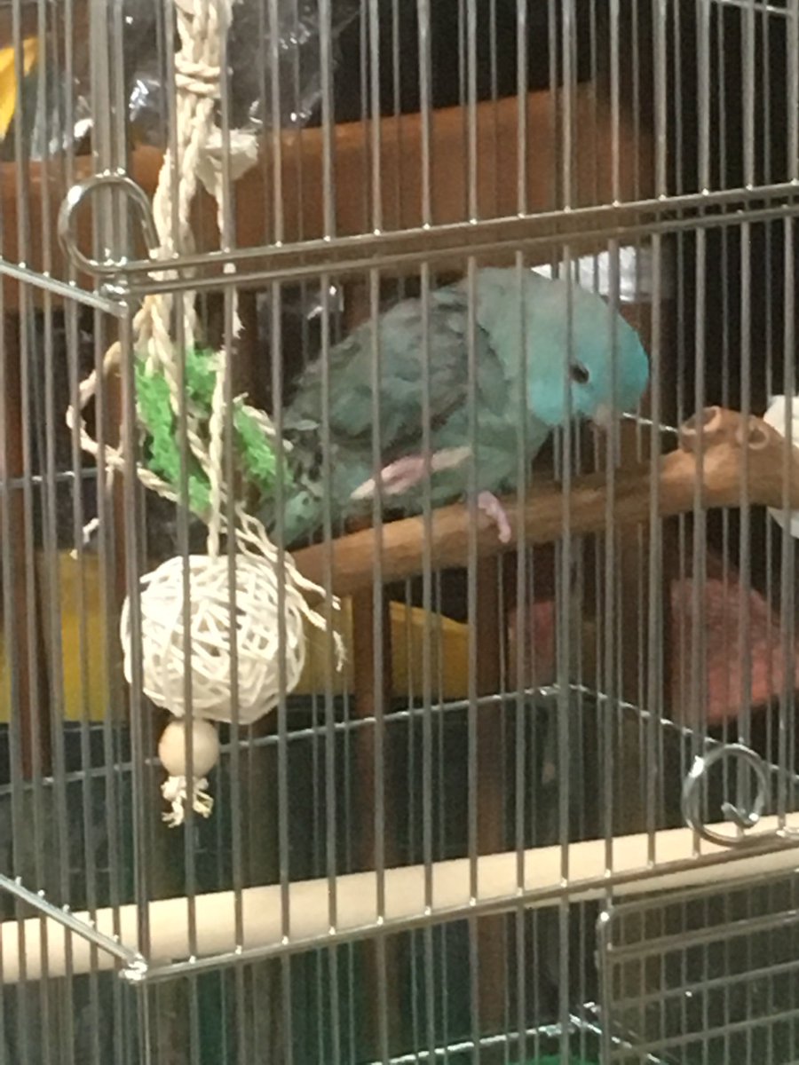nue108's tweet photo. 本日、新たな家族がやって来ました！
サザナミインコ、名前は花ちゃんです。(*˙˘˙*)
#サザナミインコ https://t.co/IIXh5RprGp