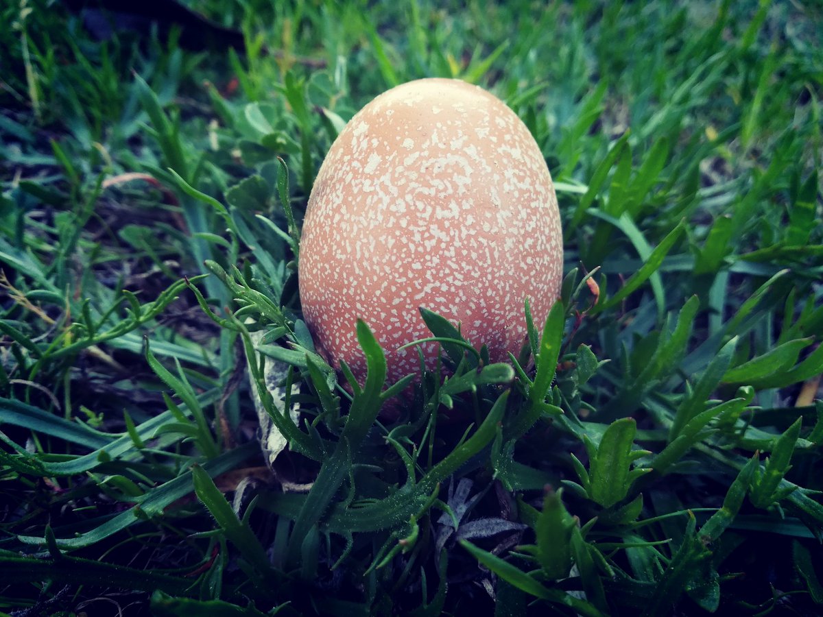 TalkingDragonTV's tweet photo. @discordapp Yes it real! I toke it couple weeks ago. 🥚 https://t.co/tzcjGo7rft