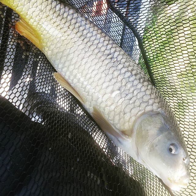 AdamJDriver's tweet image. Another #carp from a session of the #feeder 3 common, 3 mirror, 2 skimmers. But broke my seat box :( #maveruk #drennan #prestoninnovations #dynamitebaits #frenzee bit.ly/2Unxd8R