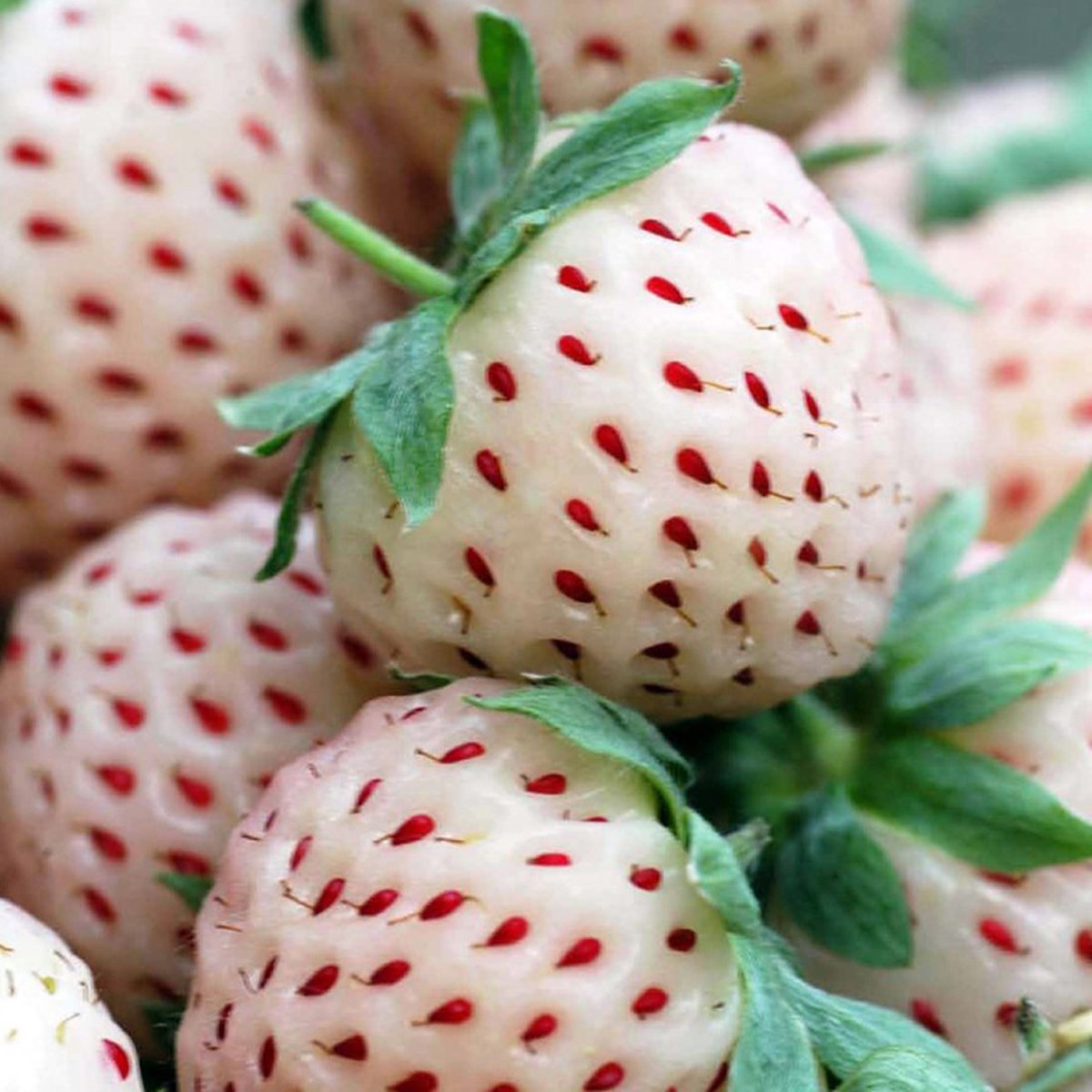 Pineberry алкоголь