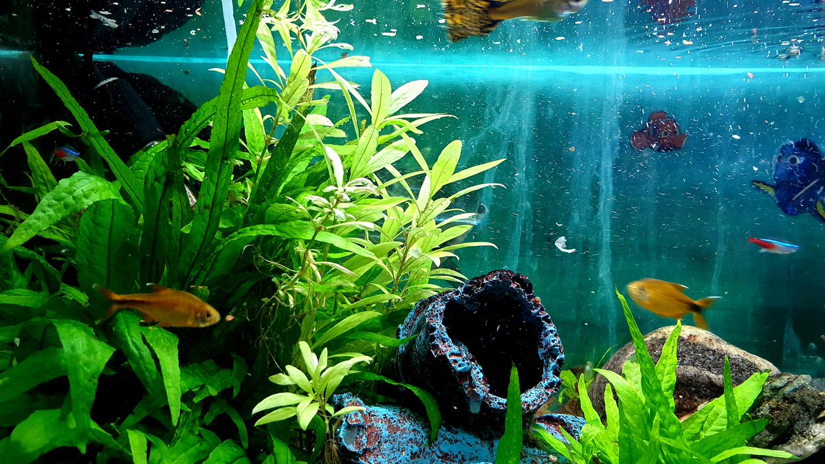 Oldtowndogwalk1's tweet image. These little beauties have had my attention all week while owners on holiday....also watered plants while there feeding fish and making sure everything is fine #oldtowndogwalking #Edinburgh #fish #plants #dogwalkinghttps://www.facebook.com/Old-Town-Dog-Walking-820172841700649/