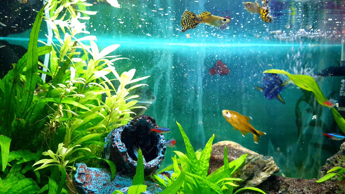 Oldtowndogwalk1's tweet image. These little beauties have had my attention all week while owners on holiday....also watered plants while there feeding fish and making sure everything is fine #oldtowndogwalking #Edinburgh #fish #plants #dogwalkinghttps://www.facebook.com/Old-Town-Dog-Walking-820172841700649/