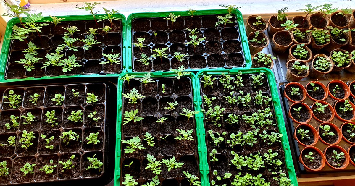 Oldtowndogwalk1's tweet image. These little beauties have had my attention all week while owners on holiday....also watered plants while there feeding fish and making sure everything is fine #oldtowndogwalking #Edinburgh #fish #plants #dogwalkinghttps://www.facebook.com/Old-Town-Dog-Walking-820172841700649/