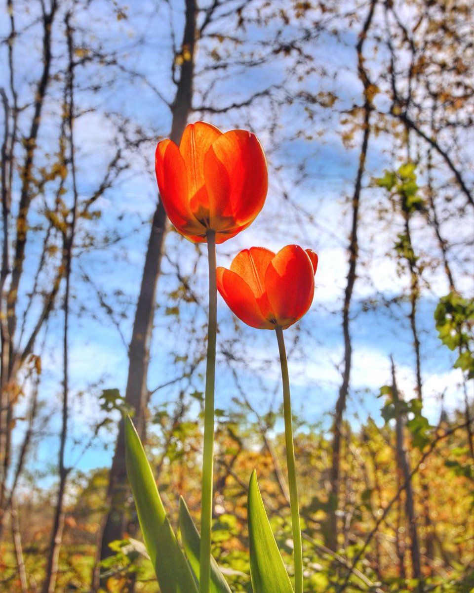 RoutesinBrabant's tweet photo. Lente in #Mastbos Breda, het oudste cultuurbos van Nederland? Rijk aan natuur, dieren en prachtige fiets- en wandelpaden.
Foto: @gvpelt #RoutesinBrabant https://t.co/vyab9sYDYF