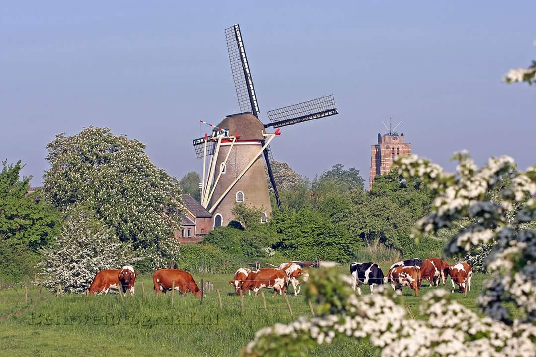 Voor een groot #assortiment heerlijke #paasproducten kunt u morgen terecht in onze #molenwinkels in #Gorinchem, #Beesd en #Buren! #advocaat #streekproducten #zelfietslekkersbakken #bloesem #zomerweer #lekkernaarbuiten