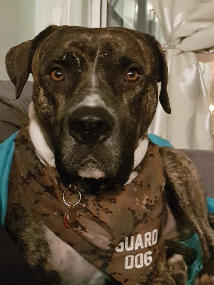 AbbyRadovski's tweet image. Me: woohoo long weekend. Let's sleep in!
Dog: it's 7am.. I'm ready for my food and walk.
Me:... but I don't have to go to work.. and its raining...
Dog: I repeat, it's 7am.
#lifewithadog #dogsoftwitter #nosleepingin