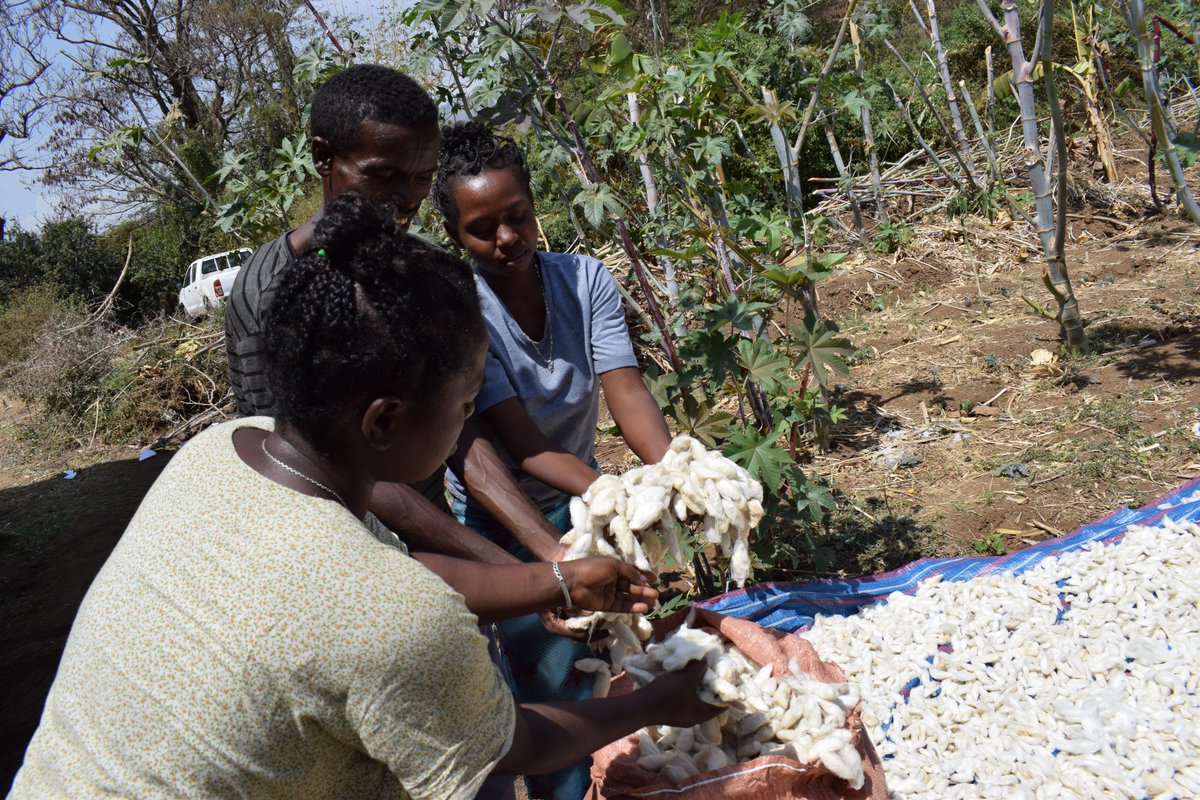 SMALLHOLDER SILKWORM FARMING TAKING ROOTS IN ETHIOPIA:bit.ly/2KMRjK9 <a href="/icipe/">icipe</a>