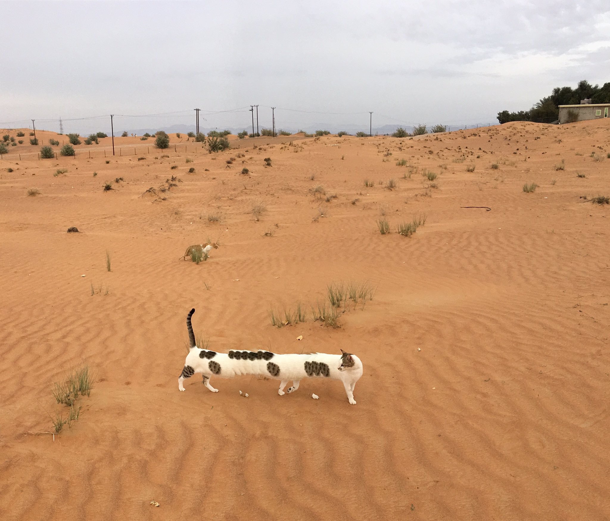 はなもも Hanamomo Hi Thank You For Introducing My Photos Here Are Another Photos Of The Desert Uma I Hope You Will Enjoy T Co J9vzhnuek3