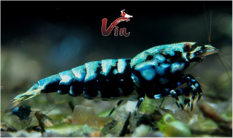 Vinfish777's tweet photo. [Vin]Boa...19 Apr. 2019
Young female...
Would like to see What will change after pregnancy?😅
#BlueBoa #藍蟒 https://t.co/vyM5tFiPtk