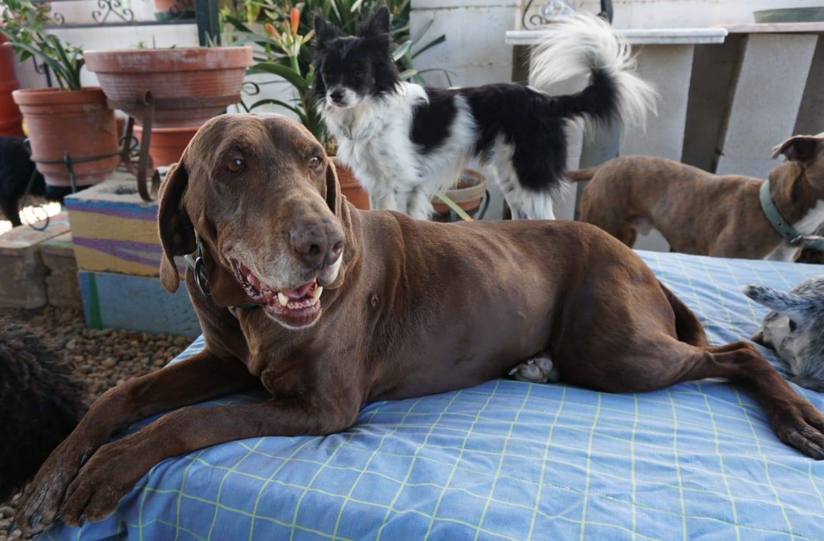 Lissy es uno de esos ángeles que la vida no ha tratado bien, pero que después de haber sido abandonada dos veces ella sigue feliz y agradecida con el ser humano. Se relaciona bien con todos los perros. Esta preciosidad ya se merece tener un hogar definitivo.