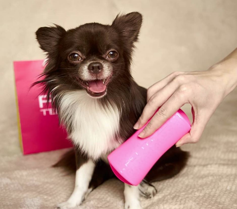 The face you make when your human gets you a Pet Teezer grooming brush 😍❤️ gucci_potigucci