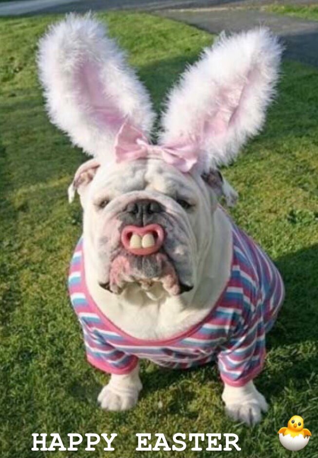 Happy Easter bulldoggers 🐣

#bulldog #englishbulldog #britishbulldog #cutebulldog #funnybulldog #britishbulldogs #englishbulldogs #bulldogworld #bulldoglove #bulldogpuppy #bulldogpuppies #bulldogingles #bulldogs