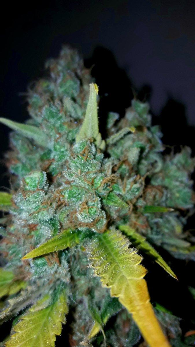 AdrycManellson's tweet photo. Muy Weed y Feliz Día Verde Mundo,
Con #MatanusK @GeaSeeds y #Glaistig @GreenbudSeeds,
Mi Hada, la #Crew #AdrycManëllsonTesterTeam @HempCropEs y yo Os Saludamos. Sea lleno de Alegría, #LosMejoresHumos de #BuenaHierba, @MavericksSeeds,
@KannabiaSeeds igual da,
Paz, Olas y Semis 😎 https://t.co/76SpzAI8pC