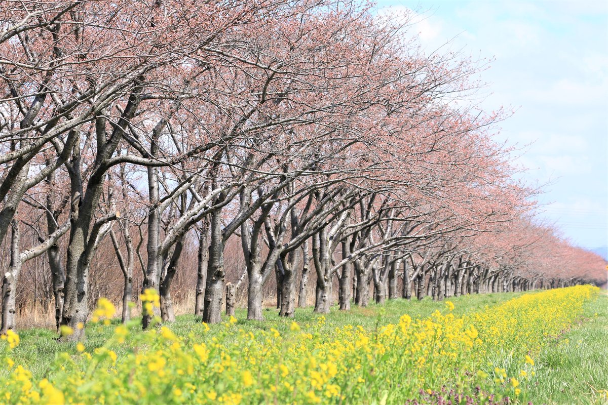 ট ইট র Believe 本日昼すぎの大潟村菜の花ロード 桜 菜の花ともゴールデンウィークに見ごろかも 秋田県大潟村菜の花ロード