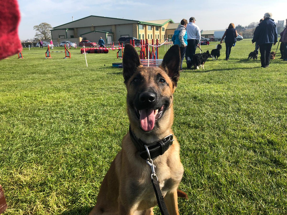 PSOSDogs's tweet photo. Mum's at an agility event so she thought she would practice my sit stays with lots of distractions around and I'm pleased to say I was a very good boy. Happy Easter weekend everyone, love Rip๐
#DistractionTraining
#Control
#TPDRip ๐พ๐ https://t.co/UhFpuIgKNd