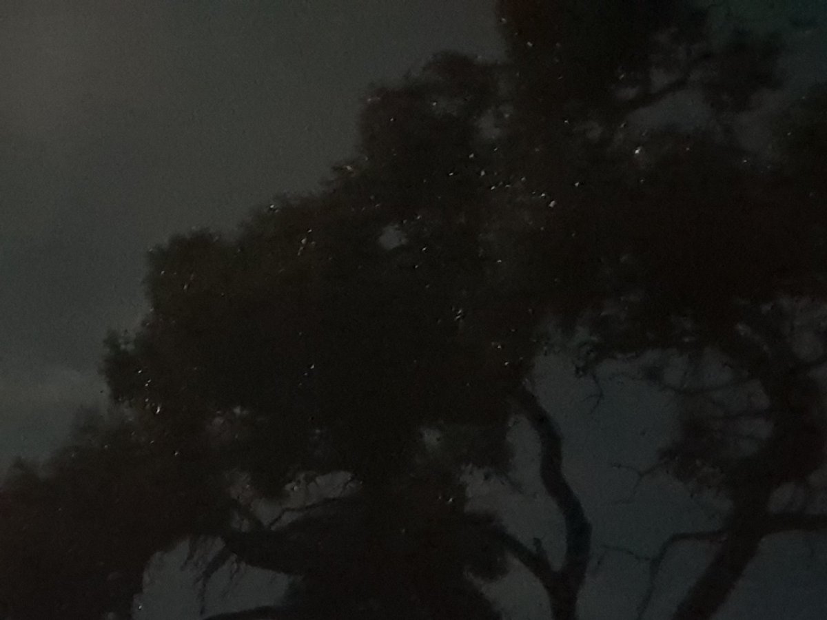 MuOneOz's tweet photo. Why are all the stars in my tree?
Oh, hang on, they're not stars! #glowbugs #fairybugs #glowsomethings https://t.co/tKQsvNrzza