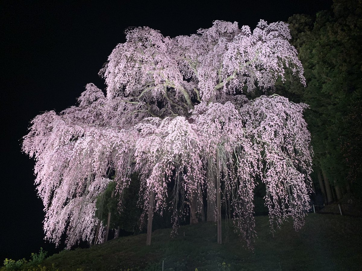 合戦場のしだれ桜 撮影日 19 4 19 開花状況 満開 夜桜も良いものです たまには流れるような下からのアングルもどうぞ 皆さま週末もお待ちしてます 桜 二本松の桜 合戦場のしだれ桜 夜桜 ライトアップ 合戦場のしだれ桜 撮影日 19 4 19 開花状況 満開 夜桜も良いものです たまには流れるような下からのアングルもどうぞ 皆さま週末もお待ちしてます 桜 二本松の桜 合戦場のしだれ桜 夜桜 ライトアップ