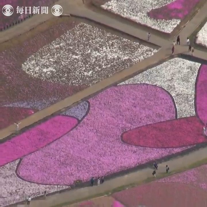 【動画】埼玉県秩父市の羊山公園「芝桜の丘」でシバザクラが見ごろを迎え、ピンクや白の花が広大な丘陵を彩っています。オリジナル版は→https://t.co/...