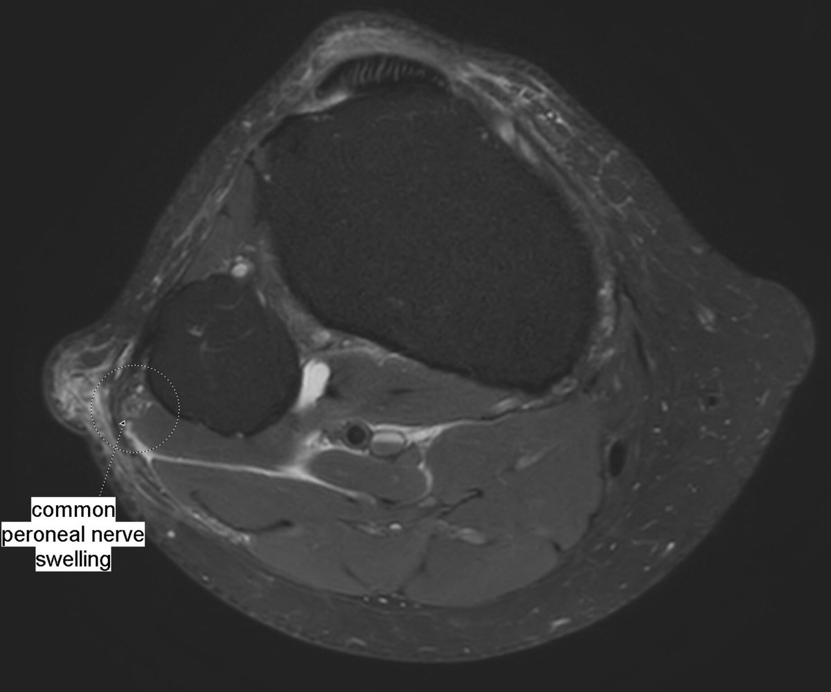 praktikum der cytologie