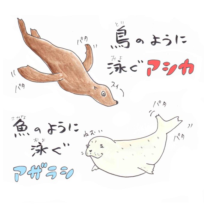 アシカのtwitterイラスト検索結果 古い順 アシカのtwitterイラスト検索結果 古い順