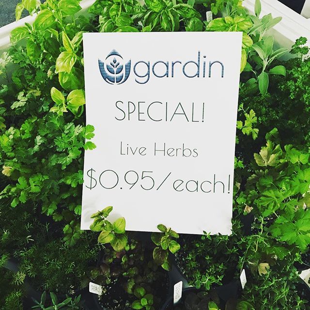 Live herbs, only $0.95 each while they last!  #garden #herbs #grow #basil #oregano #lavender #thyme #parsley bit.ly/2UHp8ke