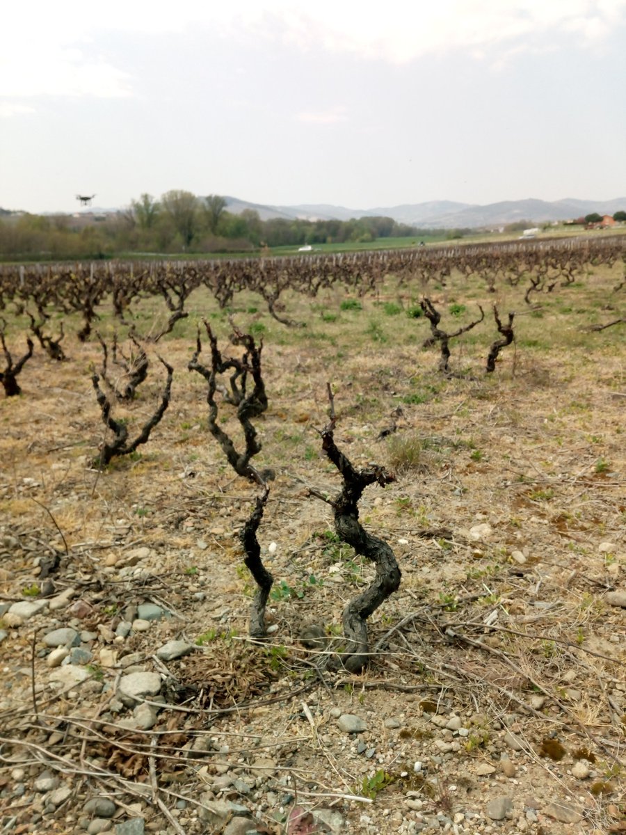 Pierre Picard tweet media