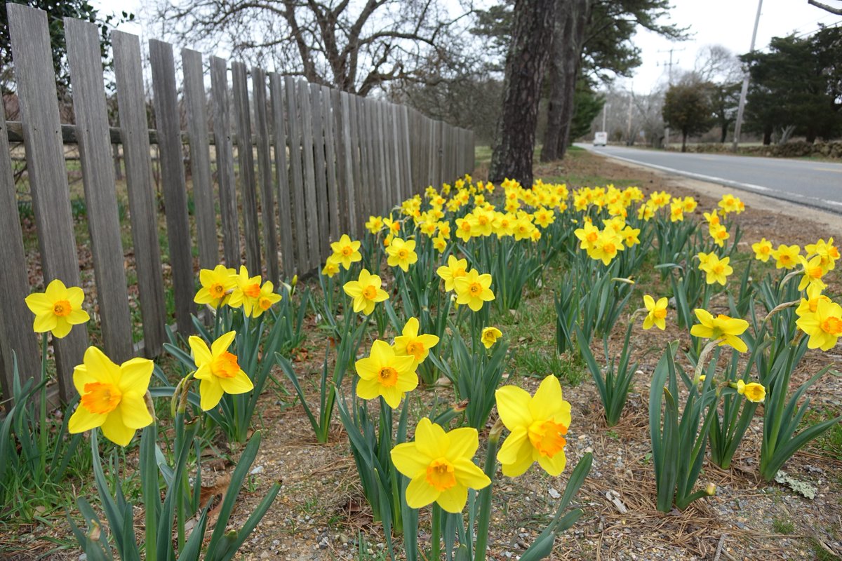 Our roadside daffodil planting (a few of the 20,000 bulbs we planted last fall) blooming for the first time! Join us tomorrow 10am-2pm for our Daffodil Day &amp; Spring Celebration. Spring blooming plant display. 11am guided tour. Kids' crafts. Warm Beverages. Flowers!