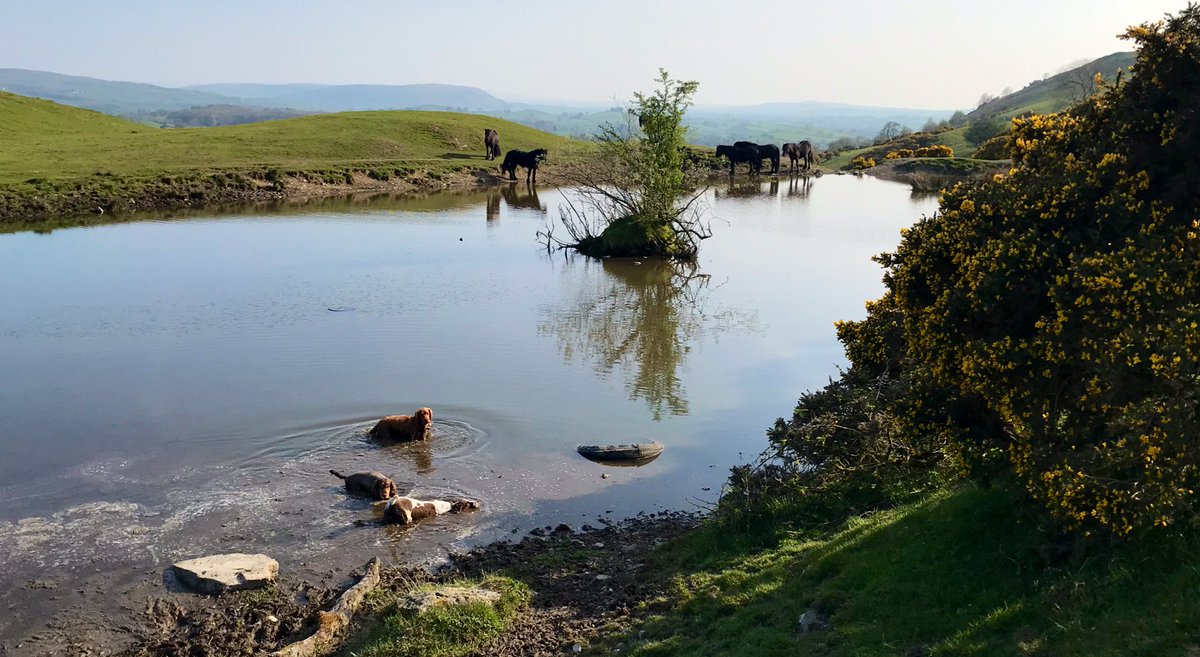 TheLakesMike's tweet photo. One in, all in. One of those days on The Helm.
.
#spanielpilot #dogwalk #getoutside #beatyesterday #thehelm #oxenholme #kendal #cumbria #lakedistrict https://t.co/LWIuebUFTW