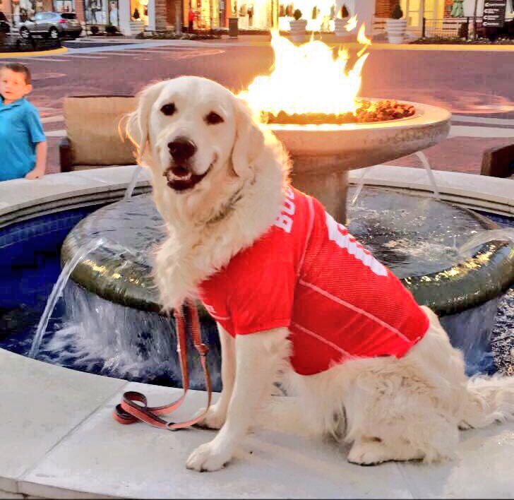 Brutus_Buckeye's tweet photo. Raise your paw if you’re excited for Bark in the Park!

📆 Sunday, April 28th
🆚 Iowa
📍 1:05 PM | Bill Davis Stadium

More info 🔗 https://t.co/IIGafP2GJ9

#GoBucks https://t.co/jTYj95Szta