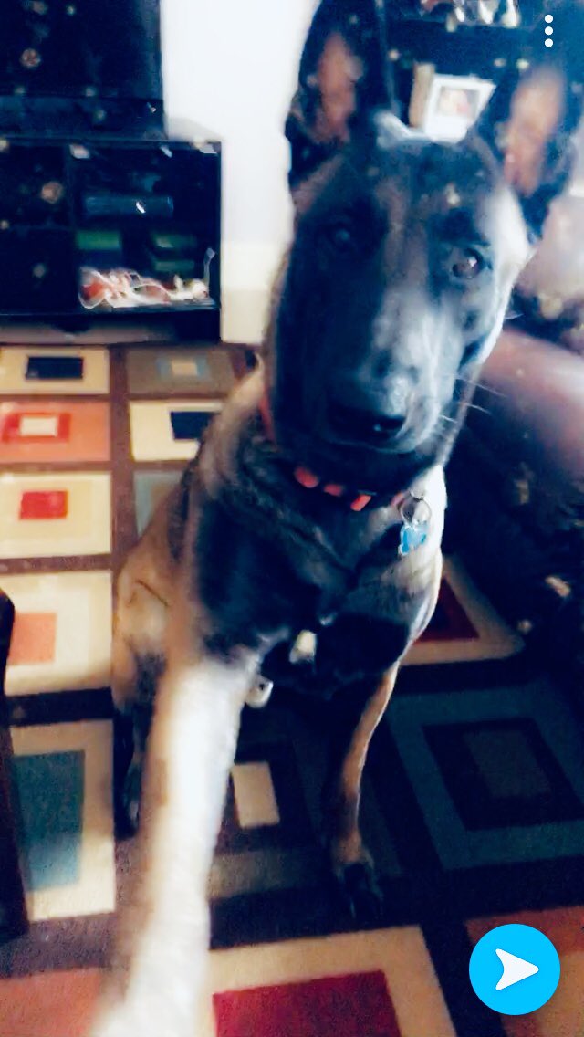 TeamDoggo's tweet image. 𝕋𝕒𝕜𝕚𝕟𝕘 𝕤𝕖𝕝𝕗𝕚𝕖*