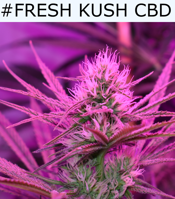 rarofarm's tweet photo. #FelizFinde #BuenViernes #CannabisMedicinal #FreshkushCbd #Thc 9% #Cbd 16% #Mirceno 2% #Cbg 0.3% #Limoneno #Medicinal Útil para mitigar dolencias intestinales como el #Crohn. La inflamación #muscular o #dolor #crónico. #Cannabis #Weed #IAmCannabis #Indica #Sativa 😎👊#OneLove https://t.co/KOj5V9EhqY