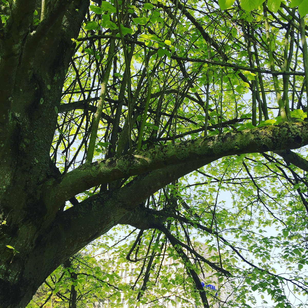 enez_eusa's tweet image. #StrangeTree