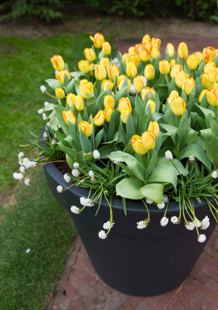 TweetyGeorgette's tweet image. Whether You’re Hunting For Ideas For 🐣Easter Decorating Or Just Hoping to Admire Some Beautiful Spring Blooms, Take A Look At These 10 Ideas For Potted Arrangements 💁🏽‍♀️ 🌈 🖌houzz.com/magazine/10-pr… via @houzz #SpringDecorations #HappyWifeHappyLife