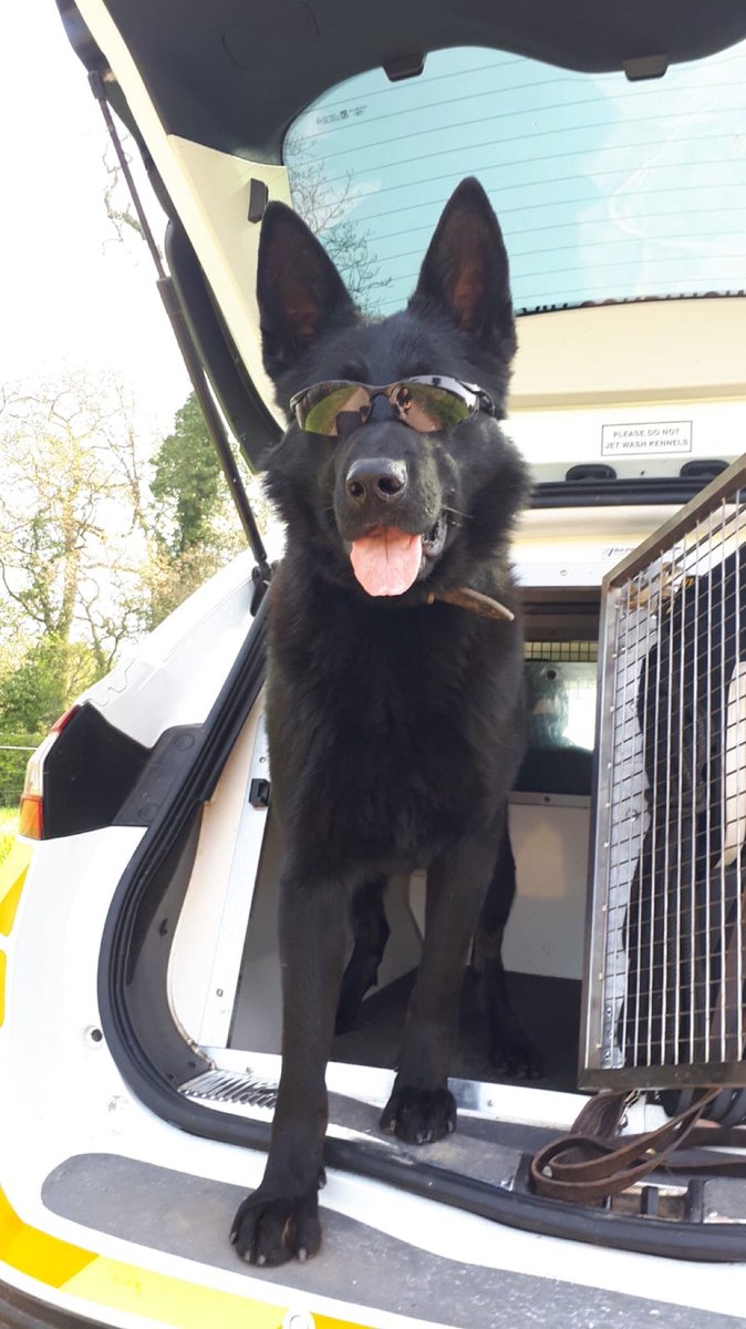 ChNWPoliceDogs's tweet photo. PD Zeus is out on patrol today &amp; enjoying the sunshine! https://t.co/Q0XaBbO9qL