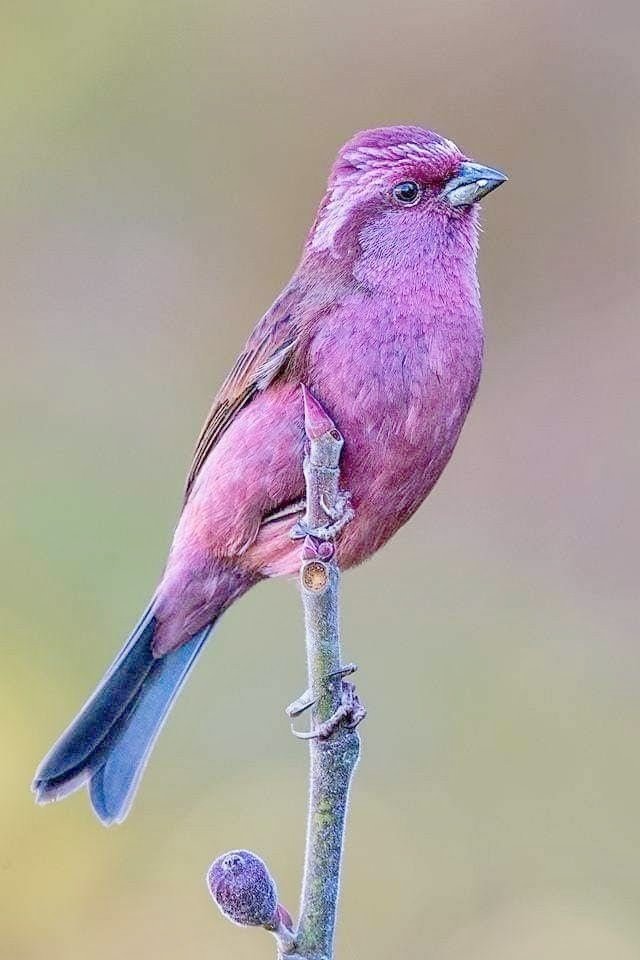 Niti Taylor as Birds  #NitiTaylor 