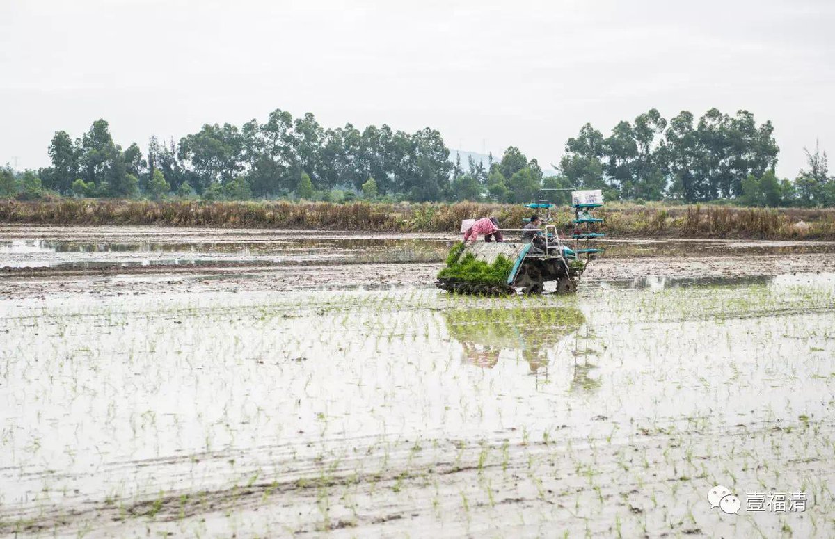 FuqingChina's tweet image. #AwakeningofInsects (3rd solar term) is a critical period for #SpringPlowing. These days, Fuqing farmers are busy plowing and transplanting rice seedlings in preparation for the coming year. #WelcometoFuqing