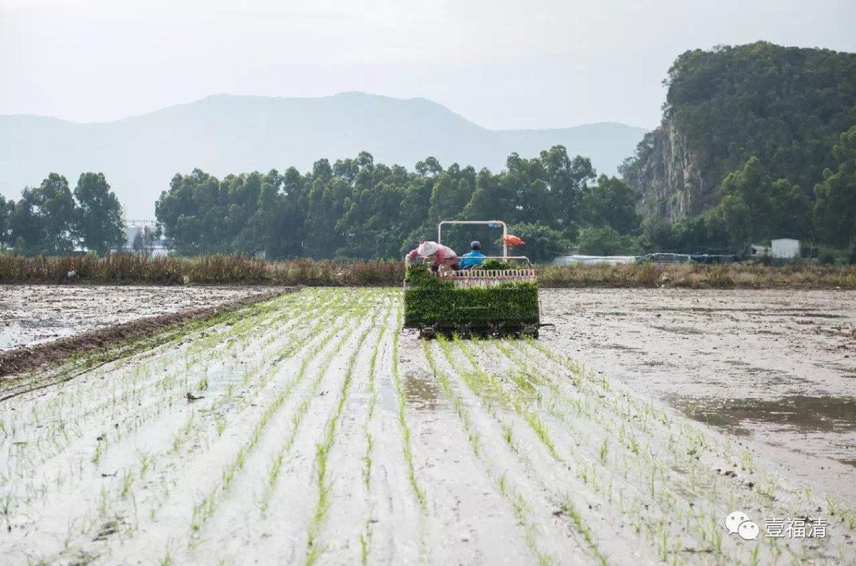 FuqingChina's tweet image. #AwakeningofInsects (3rd solar term) is a critical period for #SpringPlowing. These days, Fuqing farmers are busy plowing and transplanting rice seedlings in preparation for the coming year. #WelcometoFuqing