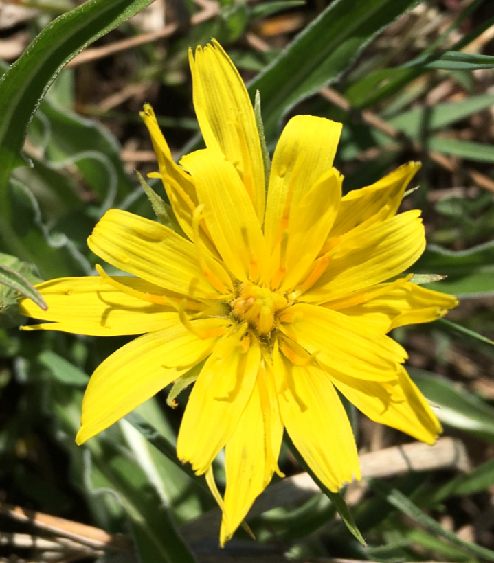 BTG_KC's tweet photo. Prairie Dandelion (Nothocalais cuspidata) is a gorgeous native plant blooming right now on a WildLand near you.
#KCWildLands #SeedTeam 
@JCPRDparks  @KCMOParks https://t.co/Bzbrf3hjzE