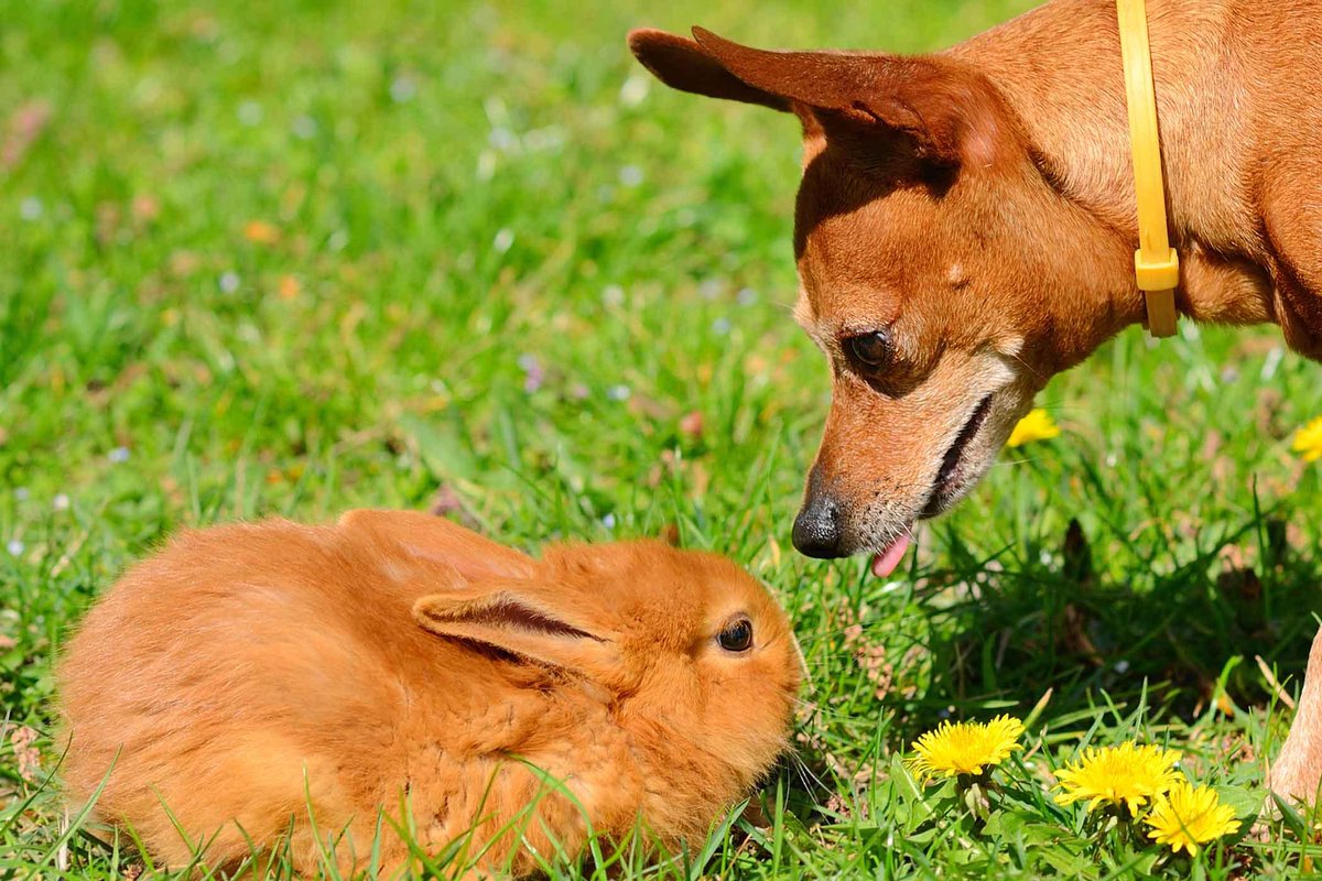 PetalFor's tweet photo. As far as anyone can remember, the role of Easter Bunny has always been held by a rabbit.  But should it?   As I seek to become the first non-rabbit ever to hold this distinguished position, we ask: "who would actually make a better Easter Bunny; a rabbit, or a dog?" https://t.co/CLM3jRgwnV