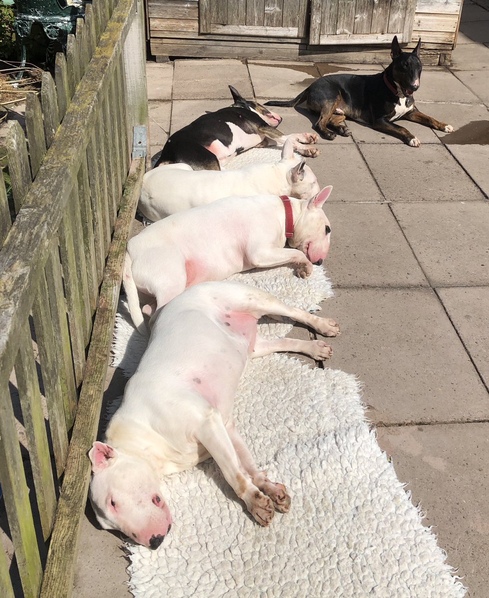 Orton_Bullies's tweet photo. #TheOrtonFamily sunbathing in progress https://t.co/fM4HXYnOqX