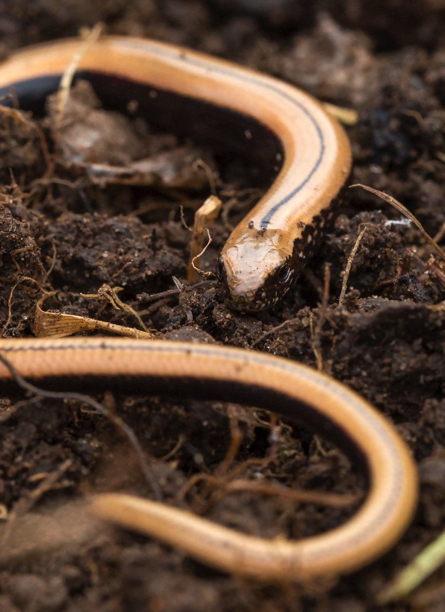 A visit to my daughter’s allotment in Croydon revealed some interesting wildlife. #croydon <a href="/WildlifeTrusts/">The Wildlife Trusts</a> <a href="/UrbanWildPlaces/">The Wildlife Trusts</a> <a href="/CrikeyCroydon/">CrikeyIt'sCroydon</a> <a href="/CroydonPhotos/">Croydon Photos</a>