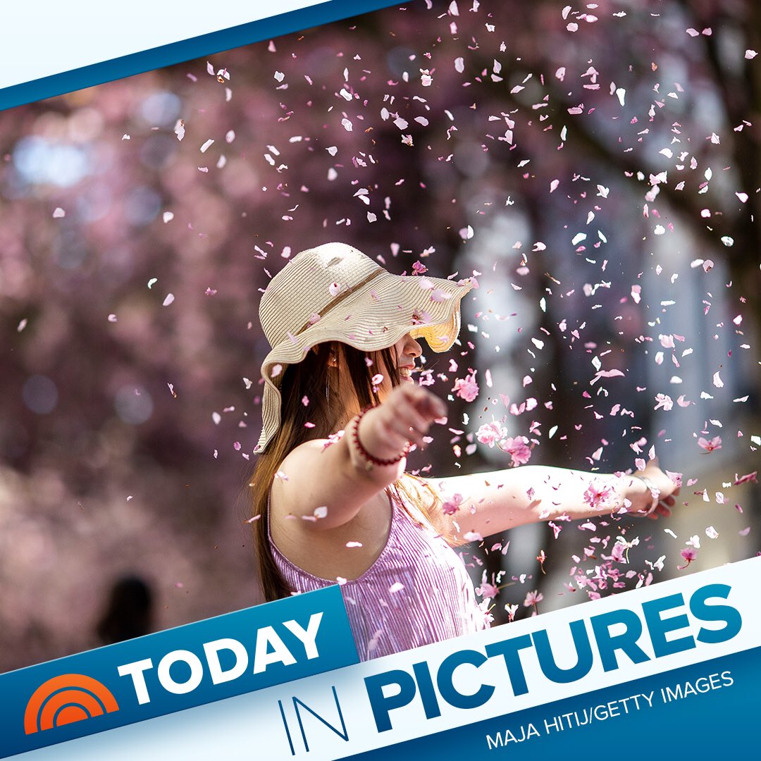 TODAYGraphics's tweet image. Gorgeous groves: Visitors pose for dazzling photographs in front of cherry blossom trees in Bonn, Germany. Tourists from around the world visit Bonn every Spring to observe the breathtaking bloom.