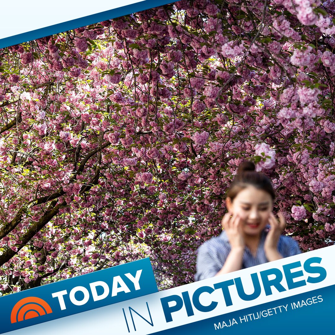TODAYGraphics's tweet image. Gorgeous groves: Visitors pose for dazzling photographs in front of cherry blossom trees in Bonn, Germany. Tourists from around the world visit Bonn every Spring to observe the breathtaking bloom.