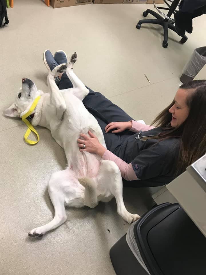 BackOnTrackVet's tweet photo. Stella thought she deserved some belly rubs while we were supposed to be examining her knee! Okay by us :)
 #fearfree #labradors #bellyrubs #goodgirl #whatvetsreallydo https://t.co/JA3gjxDAlx