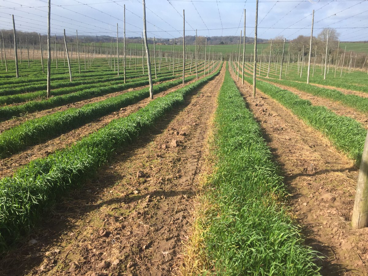 HLH Top Fruit News tweet media